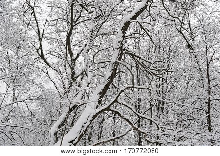 Winter trees with snow on High castle in Lviv Ukraine