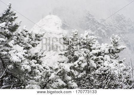 Winter trees with snow on High castle in Lviv Ukraine