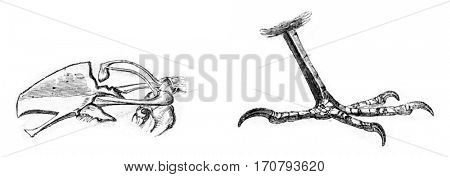 Bone and sternum leg of Dunnock, vintage engraved illustration. Magasin Pittoresque 1852.