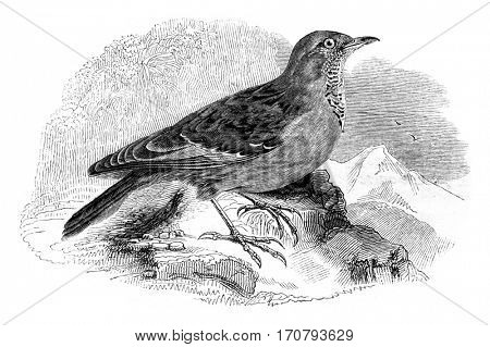 Accentor Alps, Alpine Accentor, vintage engraved illustration. Magasin Pittoresque 1852.