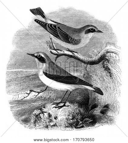 Wheatear, male and female, Motacilla oenanthe, vintage engraved illustration. Magasin Pittoresque 1852.