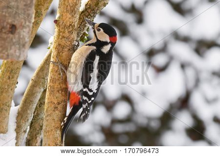 Great spotted woodpecker bird in black, white, crimson red patch with snow covering beak perching on tree while snowing during winter in Austria, Europe (Dendrocopos major)
