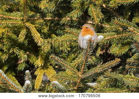 Tiny European robin redbreast bird sitting on pine tree branch all alone. Winter in Austria, Europe (Erithacus rubecula)