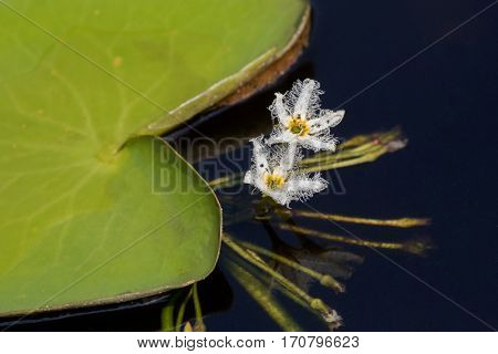 Closeup white flower of Water snowflake (Nymphoides indica) aquatic plant growing in pond,Thailand