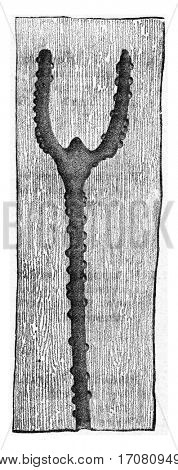 Tomicus sexdentatus, vintage engraved illustration.