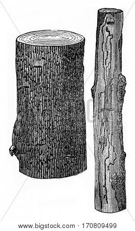 Damage products on the Oak by the Scolytus intricatus, vintage engraved illustration.