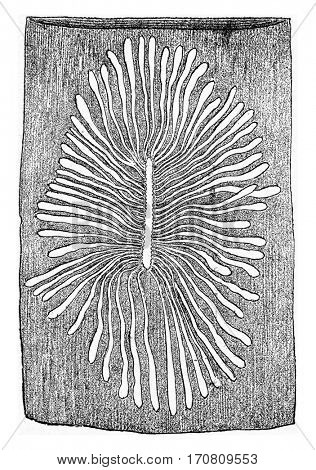 Scolytus multistriatus, egg gallery and larval galleries in the sapwood of elm, vintage engraved illustration.