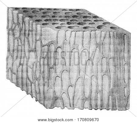 Wood attack by Stereum frustulosum, vintage engraved illustration.