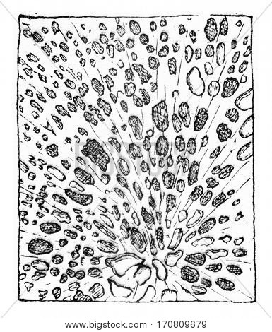 Cross section of wood, corroded by Stereum frustulosum, vintage engraved illustration.