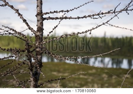 Naked branch of larch. Wild plants in forest