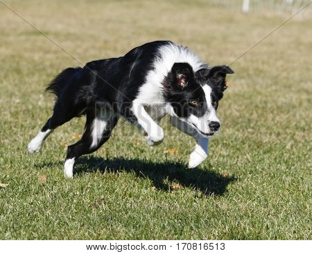 Border collie dog charging across the grass at the park