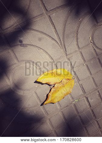 Yellow leaves on concrete block texture background