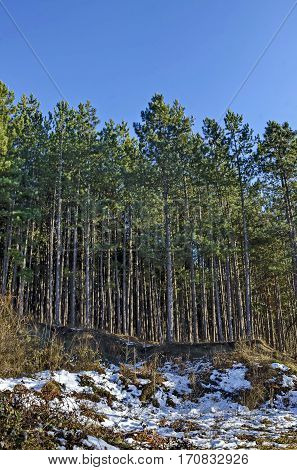 Winter sunlit forest pine-trees in Lozen mountain, Pancharevo, Bulgaria