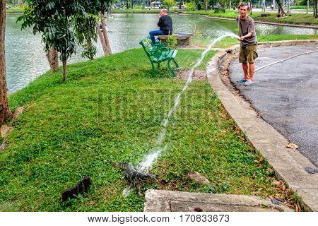 Bangkok, Thailand - December 23, 2015: Unidentified man working and watering green lawn and big lizard. Lumphini Park is one of the rare places where lizards can be seen in their natural habitat