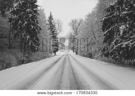 Belarus-February 14 2016 A long winter road to the home through the winter wood winter avenue spruce in the snowblack and white image