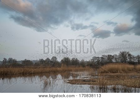 Massive Starling Murmuration Over Somerset Wetlands Lake Landscape In Autumn Winter