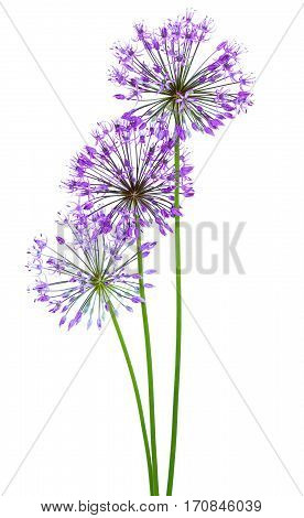 Allium flowers isolated on a white background