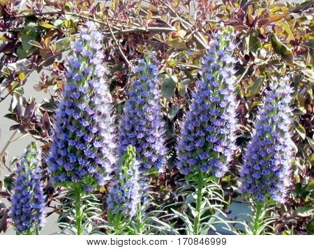 Lavanda flower in Neve Monosson Israel April 4 2012