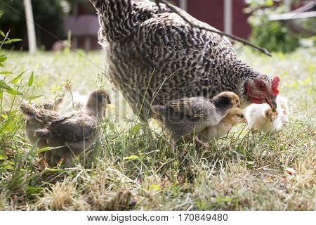 Belarus-July 3 2016 Chicken called her chicks to feed them chickens gathered around the mother hen Chicken feed their chicks grass and berries