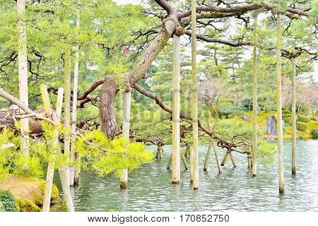 Support beams for pine tree in Kenroku-en park Kanazawa Japan