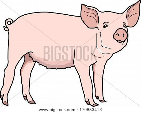 The pink piggy on a white background.