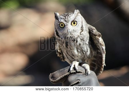 Closeup of screech owl on gloved hand
