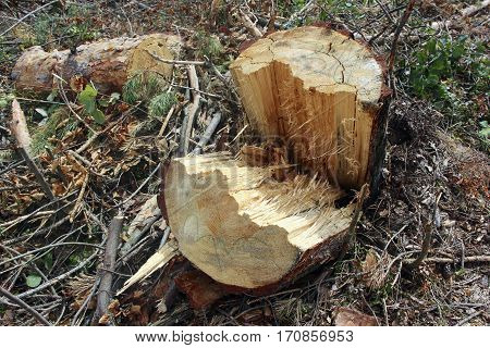Belarus-August 7, 2016 Stump split from the hurricane and broke into two parts, near the beam lies in the grass, everywhere the broken branches of trees