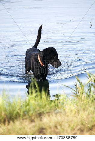Black lab hunting in pond, Cat Skills, Texas