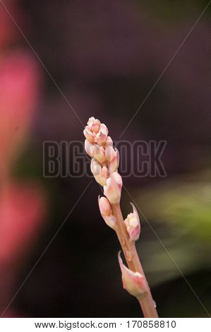 Houston Zoo beauty in nature, budding gladiola