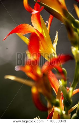 Mercer Arboretum, Humble Texas, a study in light