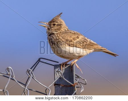 Singing Crested Lark  On Wire Mesh Fence