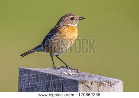 Female European Stonechat