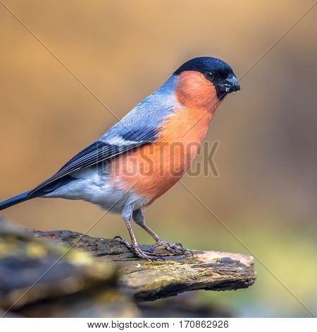 Eurasian Bullfinch Perched