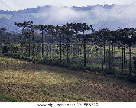 Araucaria tree (Araucaria angustifolia) pine nature forest rural