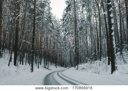Winter Road And Forest