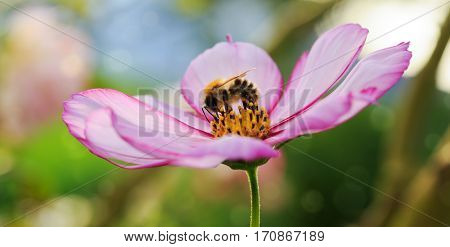 Pink cosmea flower with a bee on it in summer season .Bee on Cosmea flower isolated. Bee working on cosmos flower.