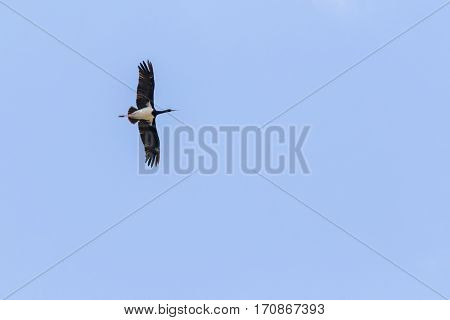 Black Stork (ciconia Nigra)
