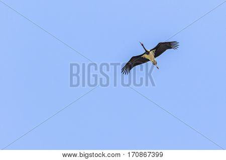 Black Stork (ciconia Nigra)