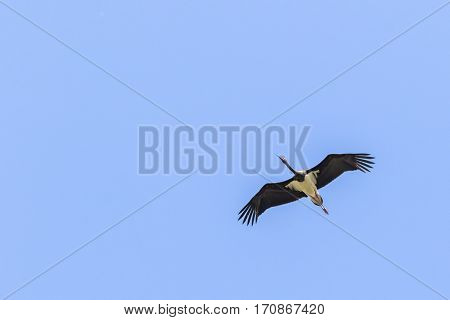 Black Stork (ciconia Nigra)