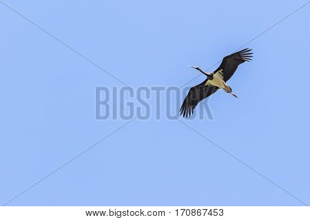 Black Stork (ciconia Nigra)