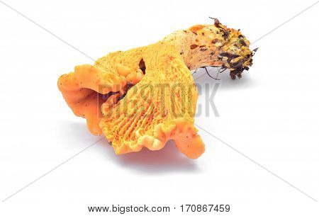 cantharellus cibarius mushroom isolated on white background