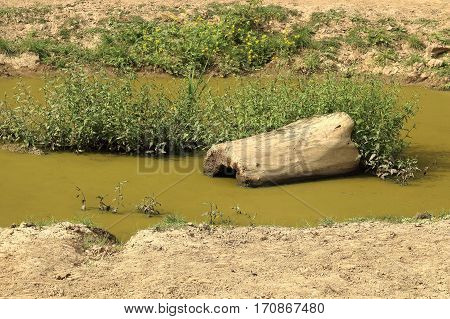 Wooden log in swampy pond with cyanobacteria in the middle of dusty landscape