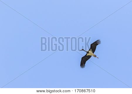 Black Stork (ciconia Nigra)