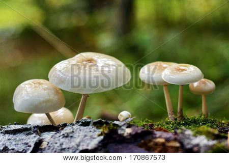 oudemansiella mucida porcelain mushroom on the trunk of a fallen tree