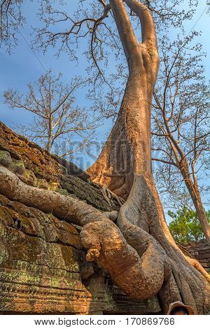 Roots cover the ruin walls of Ta Prohm Temple, Angkor Historical Park, UNESCO World Heritage, Cambodia.