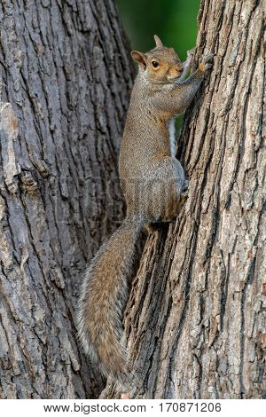 An eastern gray squirrel rests on a tree branch