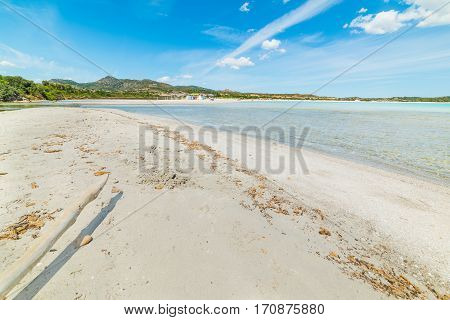 White driftwood in Lu Impostu beach Sardinia
