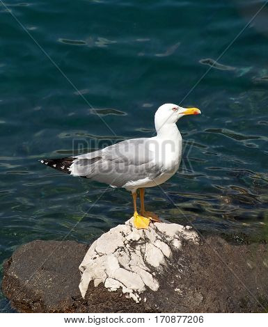 Seagull on the stone on the sea resirt