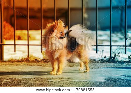 The pomeranian spitzdogpuppydoggy is staying on the ice and is in warm and cold element weather