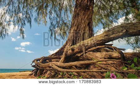 Bottom view of Casuarinaceae tree in Nang Thong Beach, Khao Lak, Thailand. Old tree with winding roots growing on the white sand beach. Summer holiday vacation background